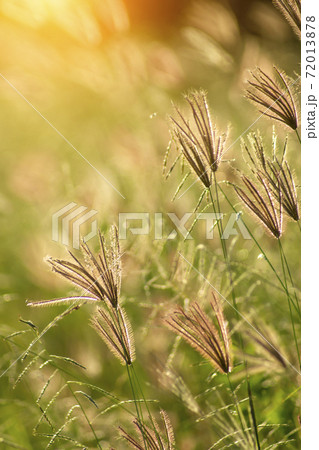 Close up flower grass with light and blur background. Close up flower grass with light and blur background. 72013878