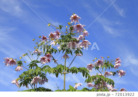 満開の皇帝ダリア　巻雲を背景に咲く　 72013922