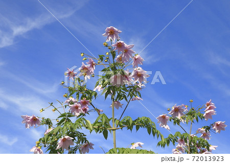満開の皇帝ダリア　巻雲を背景に咲く　 72013923