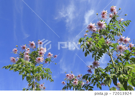 満開の皇帝ダリア　巻雲を背景に咲く　 72013924