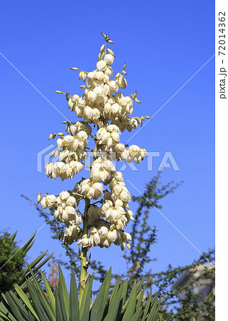 ユッカ（キミガヨラン）の花の写真素材 [72014362] - PIXTA
