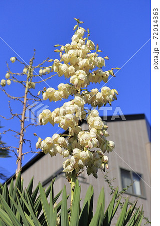 ユッカ（キミガヨラン）の花の写真素材 [72014363] - PIXTA
