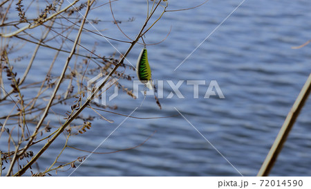 木の枝に残されたルアー 72014590