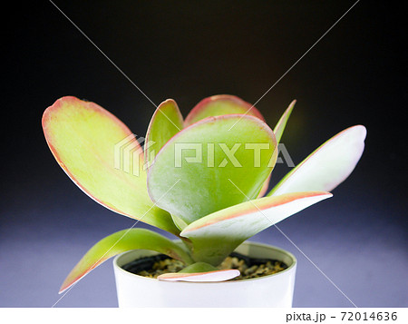 秋のデザートローズ（唐印）02 72014636