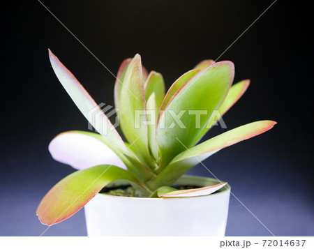 秋のデザートローズ(唐印)03 秋のデザートローズ(唐印)03 72014637