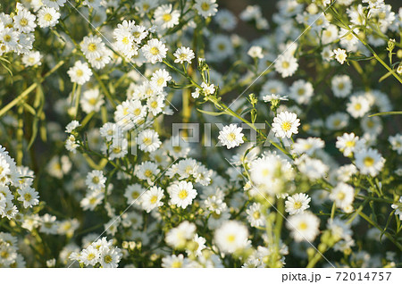 White daisy flowers field in the morning White daisy flowers field in the morning 72014757