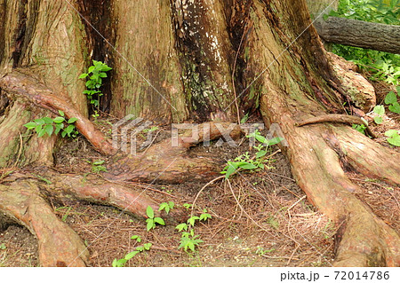 長居植物園にある大木の根元の写真素材