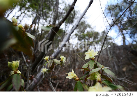 ヒカゲツツジ 72015437
