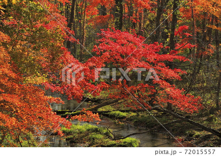 北海道白老町に在るポロト湖で撮影した河畔の紅葉 北海道白老町に在るポロト湖で撮影した河畔の紅葉 72015557