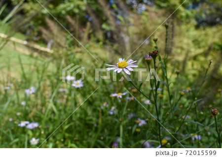 野菊 72015599