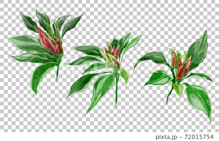 唐辛子の水彩風手書きイラストのイラスト素材