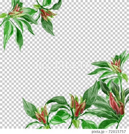 Watercolor hand-painted background frame of pepper Watercolor hand-painted background frame of pepper 72015757