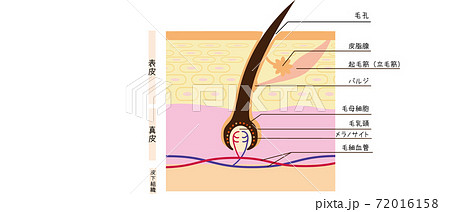 毛根断面図イラスト 72016158