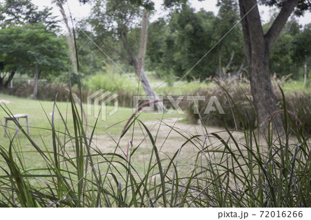 Relaxing view of reeds grass flower Relaxing view of reeds grass flower 72016266