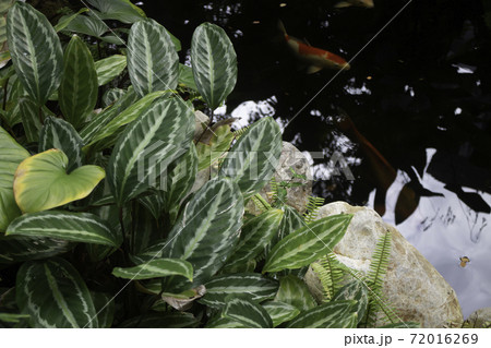 Koi fish pond in garden 72016269