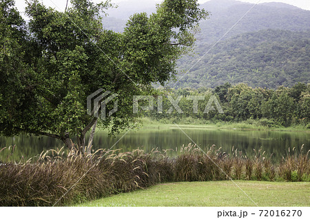 Water pond view of reeds grass flower 72016270