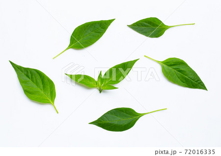 Green leaves of chili peppers on white background. Green leaves of chili peppers on white background. 72016335