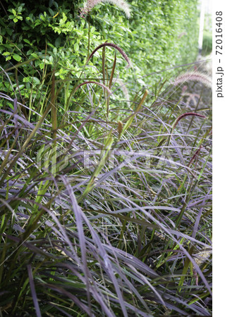 Nature view of reeds grass in summer 72016408