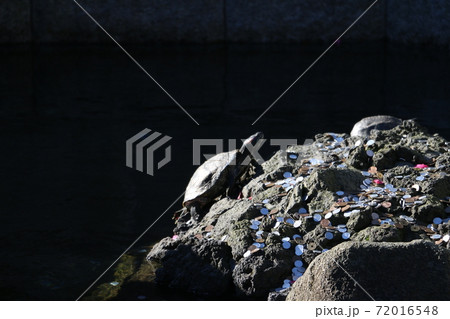 成田山新勝寺｜亀とお賽銭 72016548