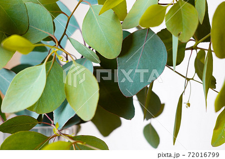 ポポラスの葉 72016799