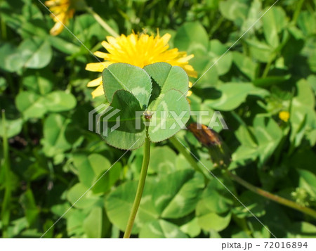 幸運が訪れる四つ葉のクローバー 72016894