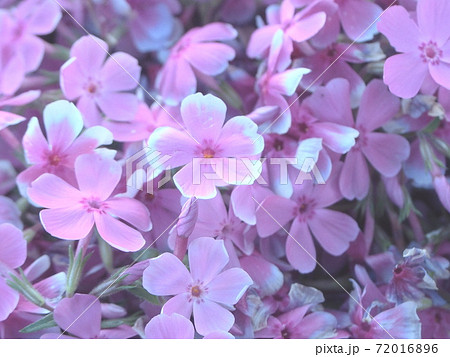 桜に似たかわいい芝桜 桜に似たかわいい芝桜 72016896