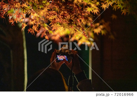 夜の紅葉 72016966