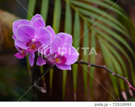 あなたを愛してる という花言葉をもつピンクの胡蝶蘭の写真素材