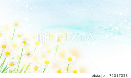 水彩イラスト　水仙 72017038