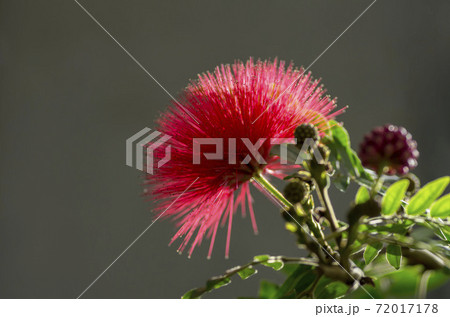 オオベニゴウカン オオベニゴウカン 72017178