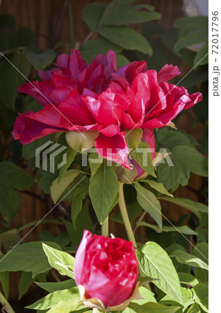 冬牡丹 冬牡丹 72017796