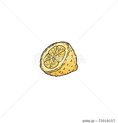 Vector illustration of a cut lemon a line vector isolated illustration 72018157
