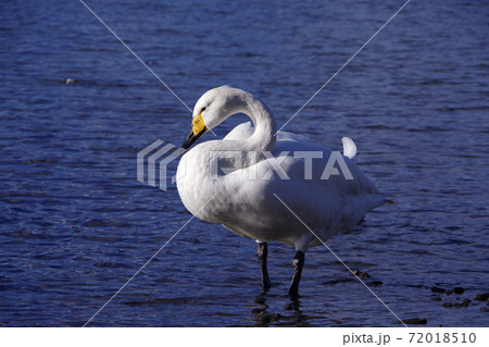 北海道、屈斜路湖の白鳥 72018510