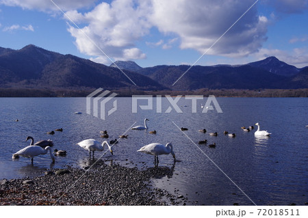 北海道、屈斜路湖の白鳥 72018511