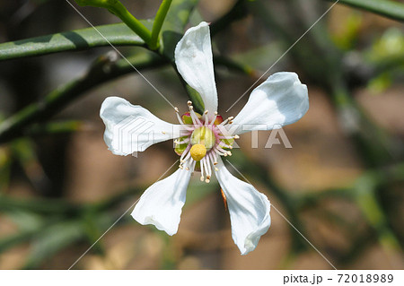 カラタチの花の写真素材 71