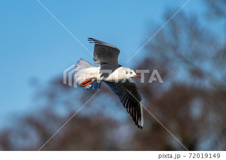 The European Herring Gull, Larus argentatus is a large gull The European Herring Gull, Larus argentatus is a large gull 72019149