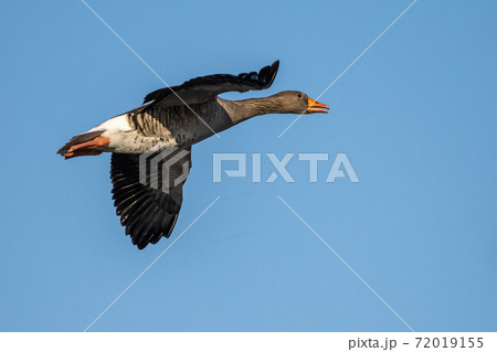 The flying greylag goose, Anser anser is a species of large goose 72019155
