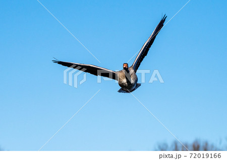 The flying greylag goose, Anser anser is a species of large goose 72019166