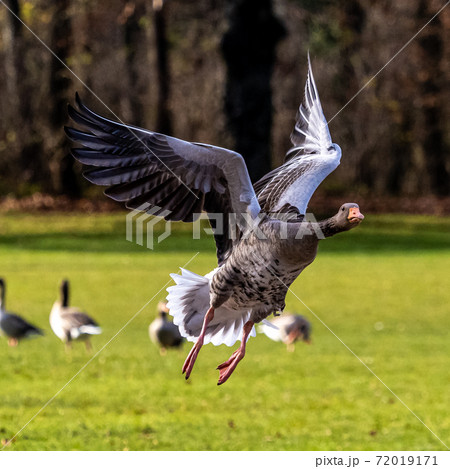 The flying greylag goose, Anser anser is a species of large goose The flying greylag goose, Anser anser is a species of large goose 72019171