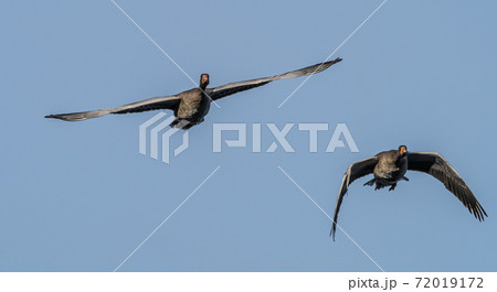 The flying greylag goose, Anser anser is a species of large goose 72019172