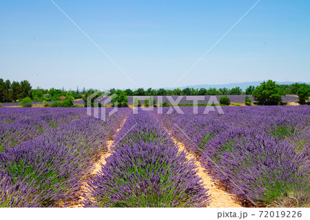 Lavender field Lavender field 72019226