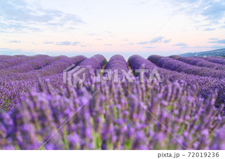 Blooming Lavender field Blooming Lavender field 72019236