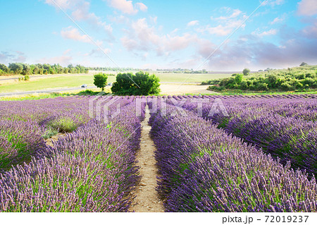 Lavender summer field Lavender summer field 72019237