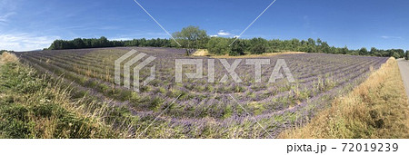 Lavender field at summer Lavender field at summer 72019239