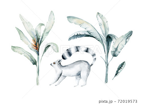 Watercolor illustration of a lemur in white background. Madagascar fauna zoo exotic lemurs animal. Tropical design poster 72019573