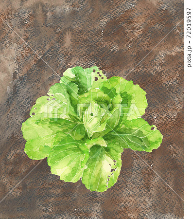 手描き水彩画 畑の白菜 葉物野菜 素材 コピースぺースありのイラスト素材