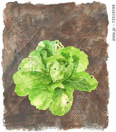 【手描き水彩画】畑の白菜 葉物野菜 素材 コピースぺースあり 【手描き水彩画】畑の白菜 葉物野菜 素材 コピースぺースあり 72019598
