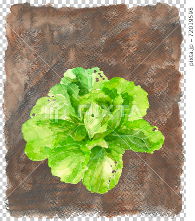 【手描き水彩画】畑の白菜 葉物野菜 素材 コピースぺースあり 【手描き水彩画】畑の白菜 葉物野菜 素材 コピースぺースあり 72019598