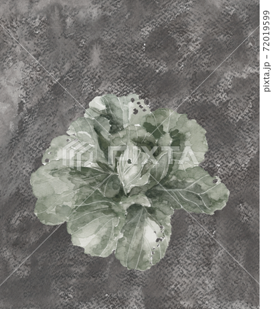 [Ink painting style hand-painted watercolor] Chinese cabbage Leaf vegetables Material Monotone White Back copy space available 72019599