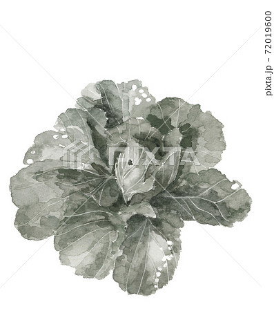 【水墨画風手描き水彩画】白菜 葉物野菜 素材 モノトーン 白バックコピースぺースあり 72019600